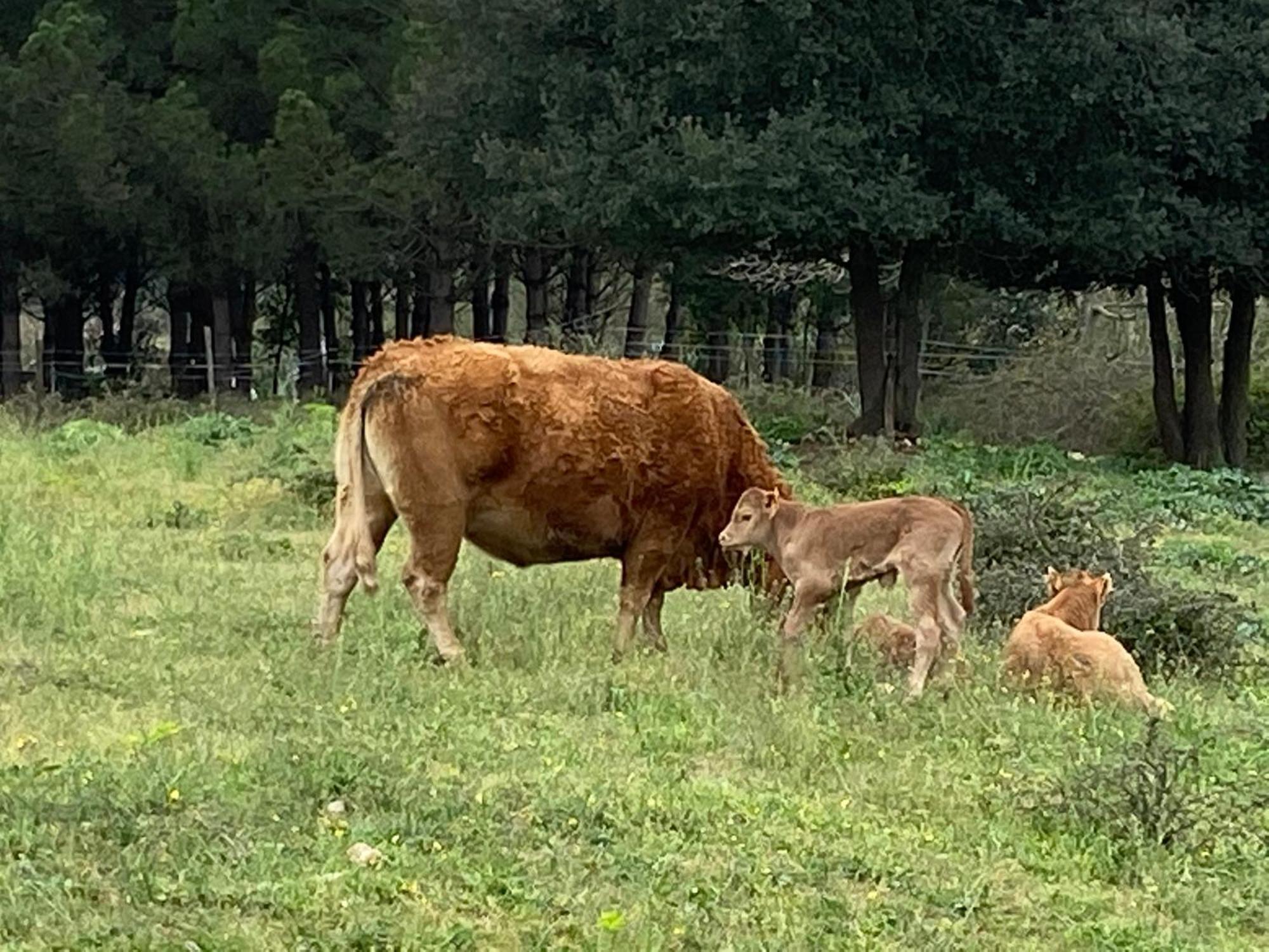 Casa Rural Can Jepet La Cellera de Ter 外观 照片